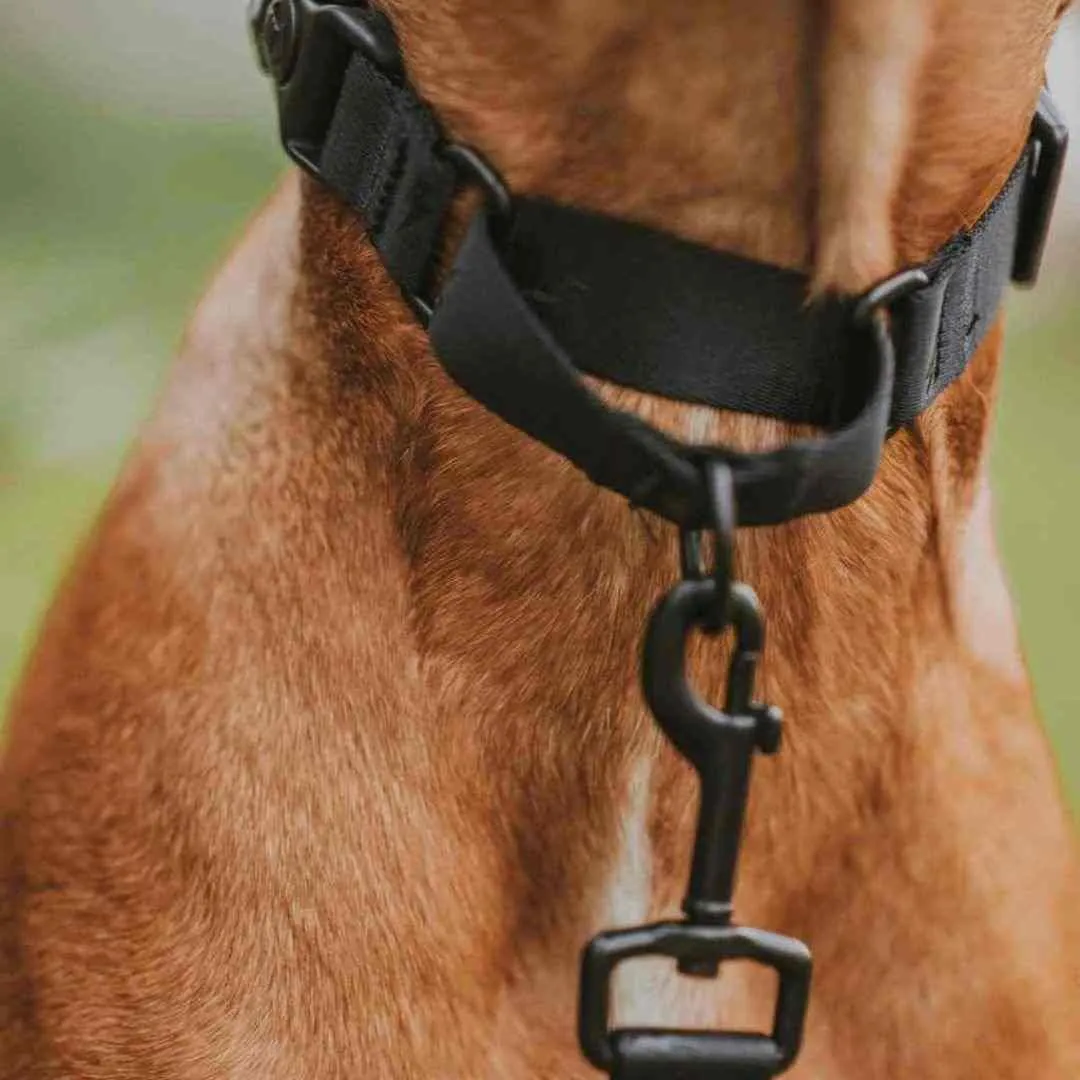 Blackout Martingale Training Collar