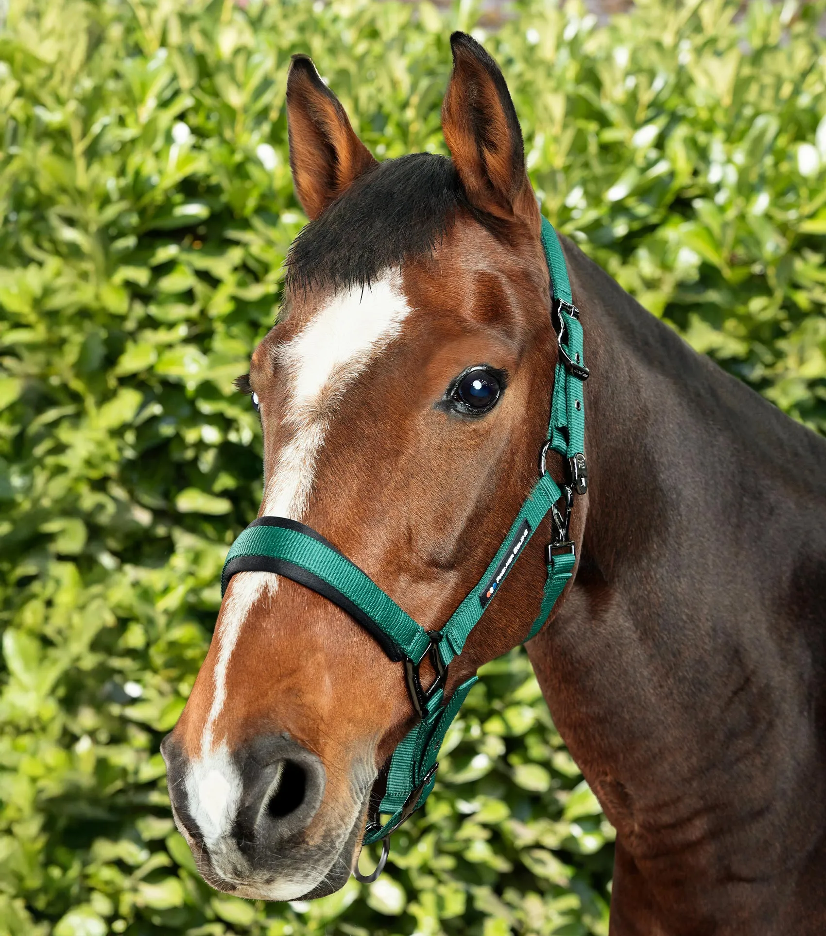 Corda Padded Head Collar with Lead Rope Green