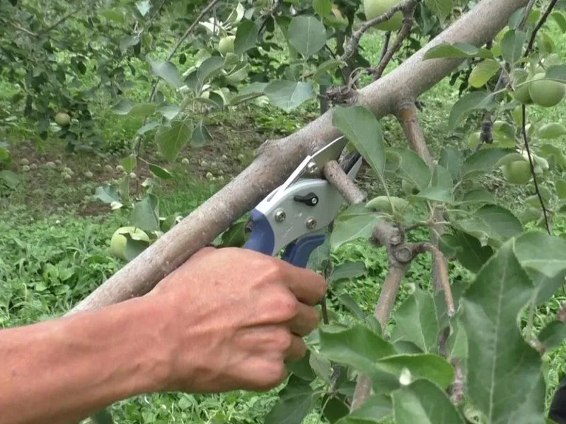 Gyokucho Adjustable Anvil secateurs