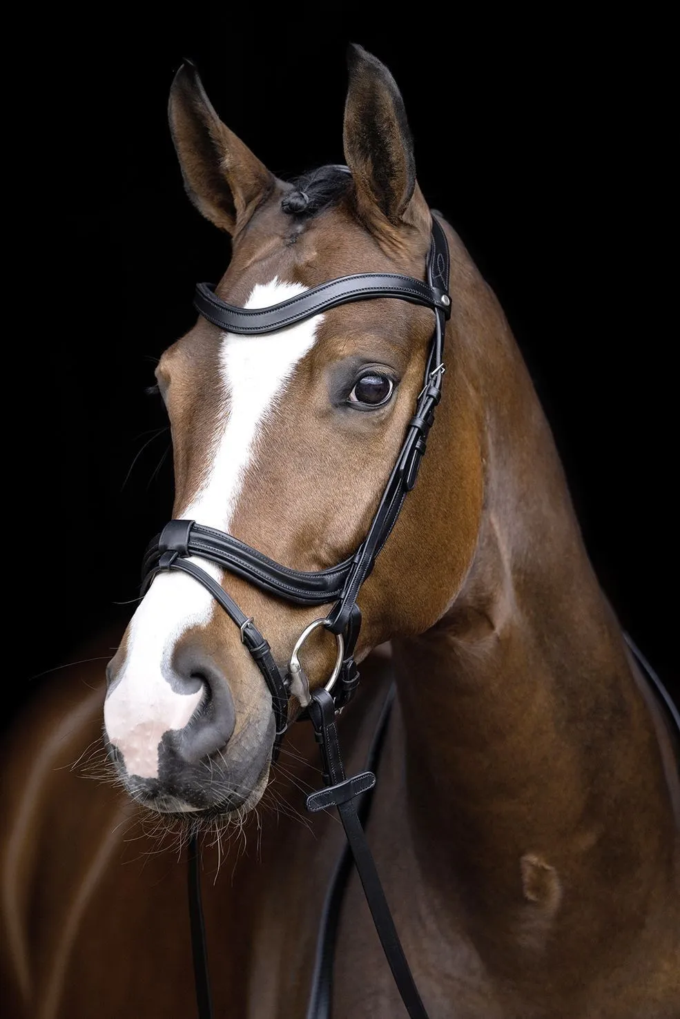 HKM Bridle Anatomic Version 2