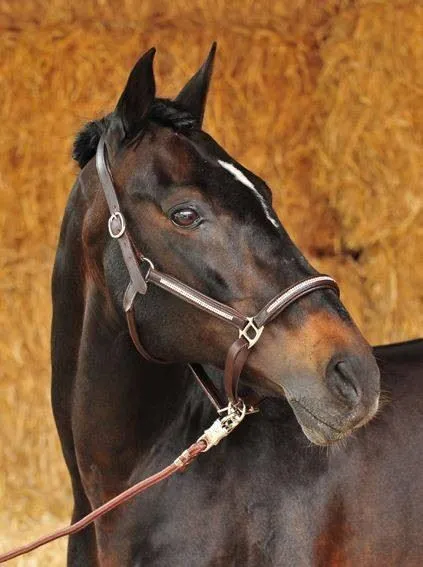 HKM Leather Head Collar Diamond