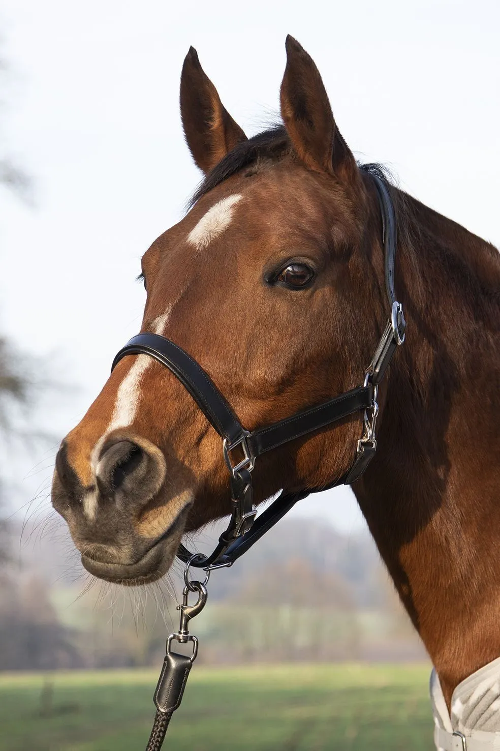 HKM Leather Head Collar Economic