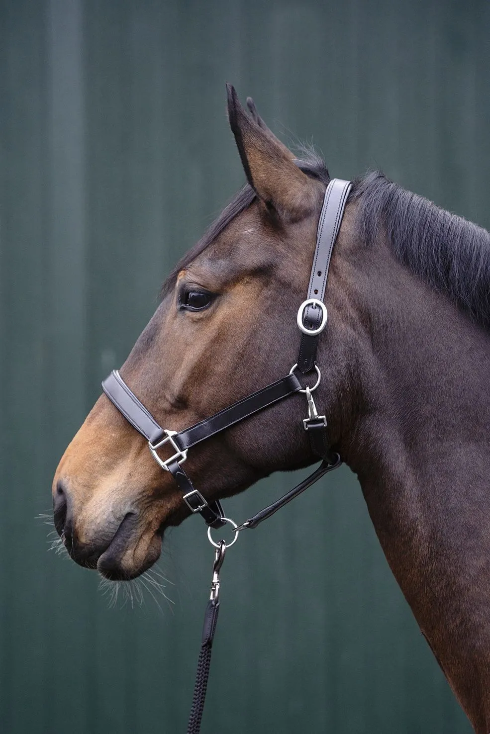 HKM Leather Head Collar Economic