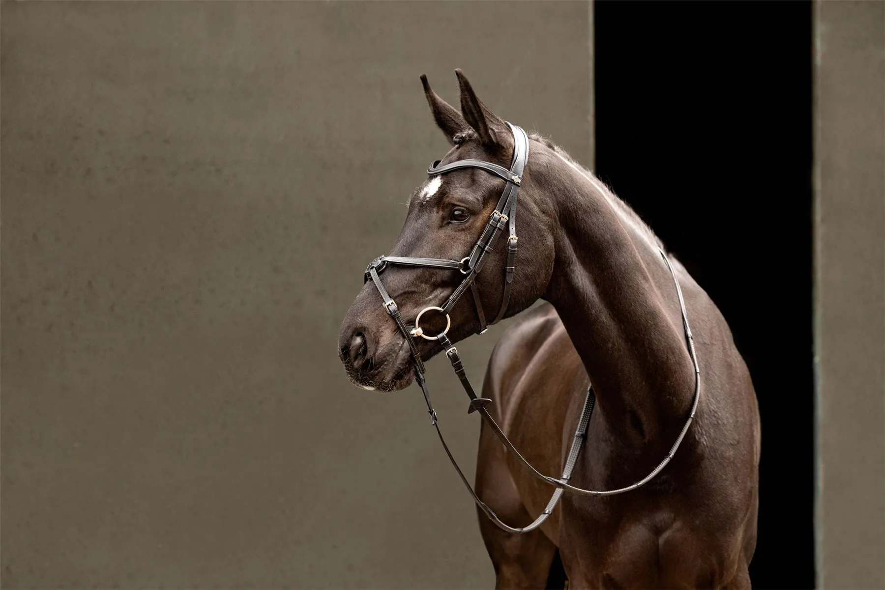 LeMieux Arika Grackle Bridle