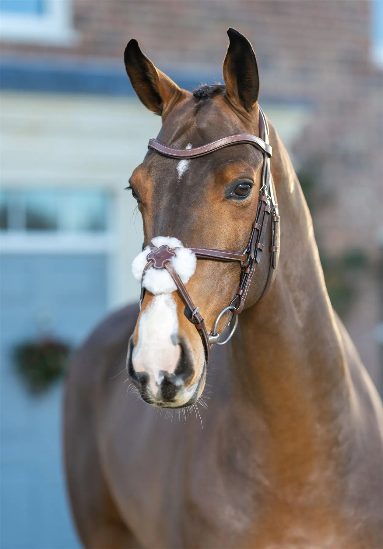 LeMieux Arika Grackle Bridle