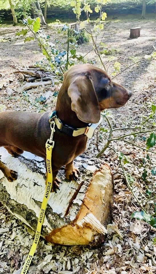 My Anxious Dog Yellow Space Awareness Lead "ANXIOUS" - Small/Medium