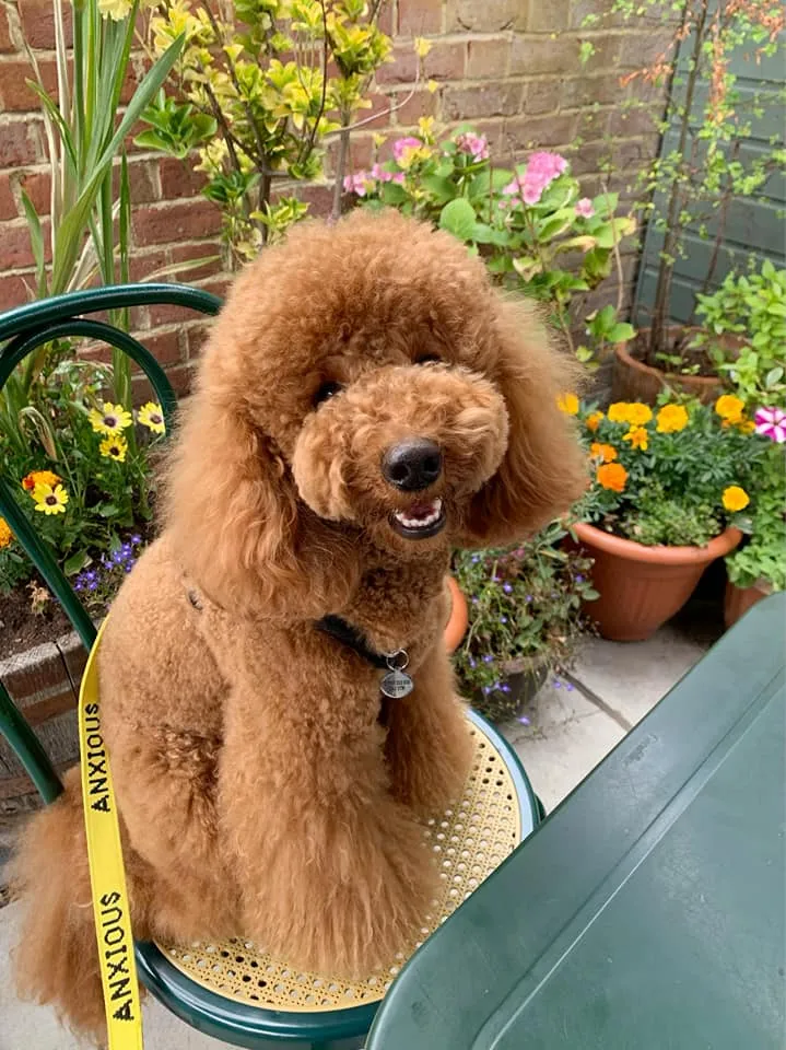 My Anxious Dog Yellow Space Awareness Lead "ANXIOUS" - Small/Medium