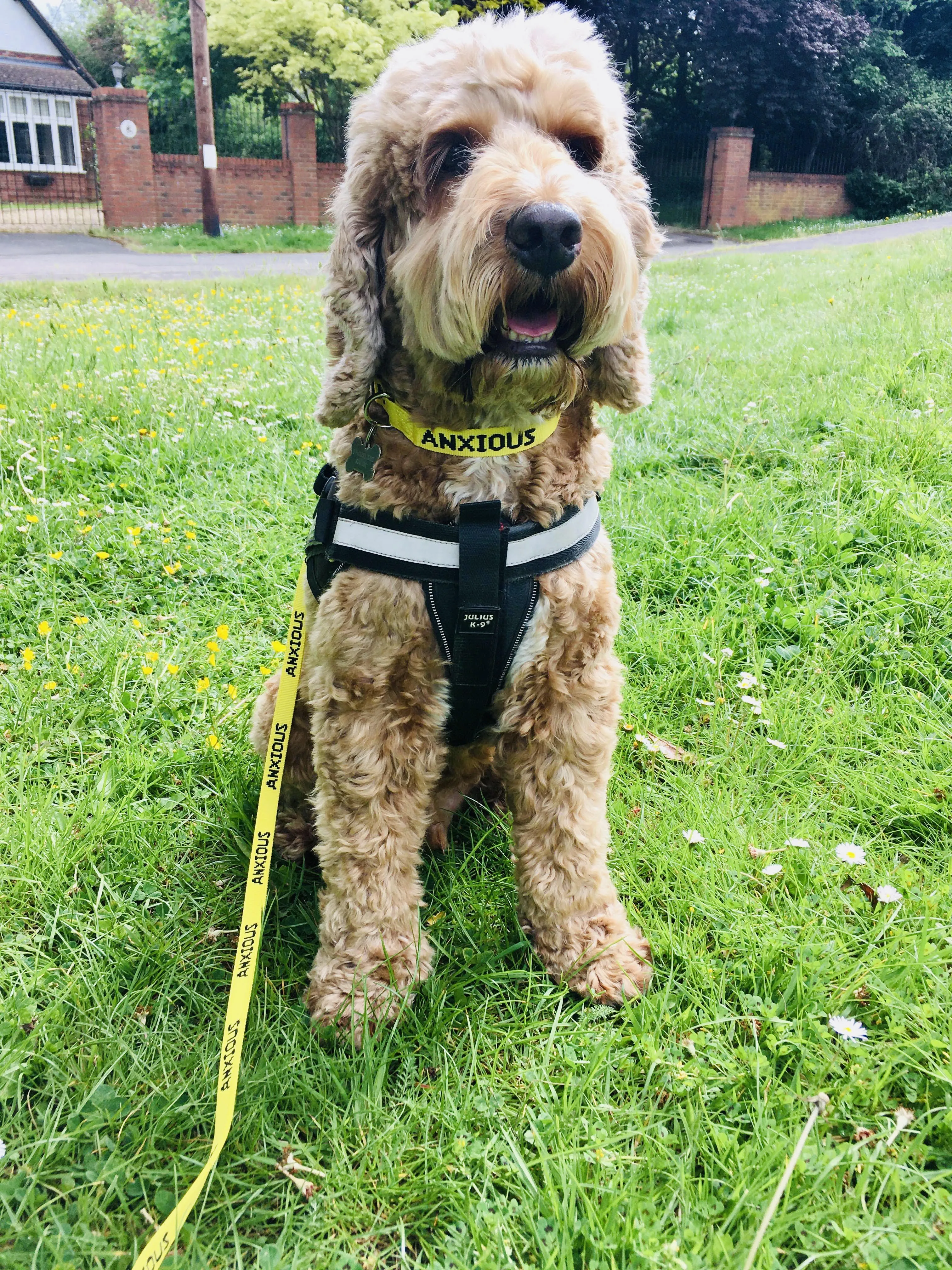 My Anxious Dog Yellow Space Awareness Lead "ANXIOUS" - Small/Medium