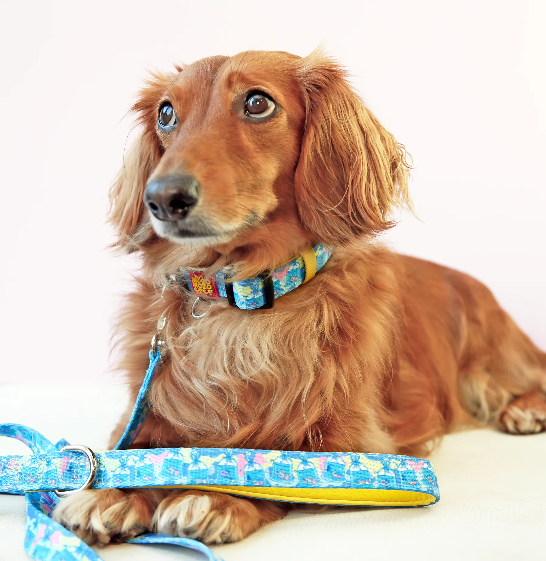 MYPETFISHIE collar