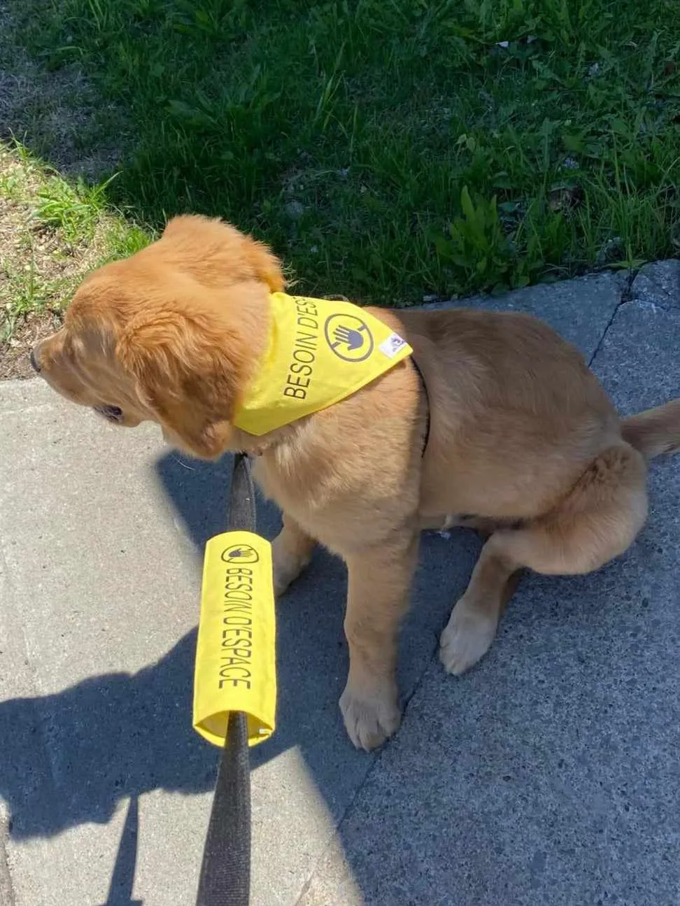 Reactive dog bandana - EMOTIONAL SUPPORT