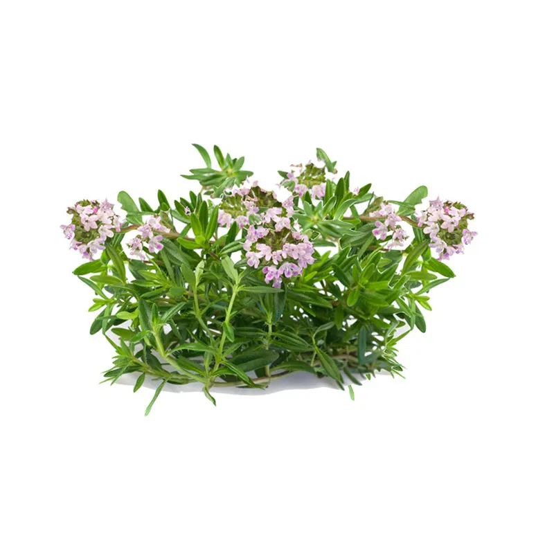 Savory Montana Winter Essential Oil Organic