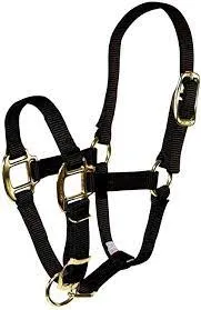 TK292847--Black Halter Miniature Horse