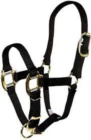 TK292847--Black Halter Miniature Horse