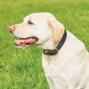 Weatherbeeta Leather Plaited Dog Collar