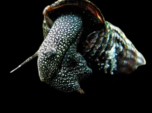 WHITE SPOTTED RABBIT SNAIL (Tylomelania patriatrchalis)