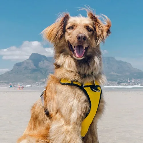 Yellow Padded Harness